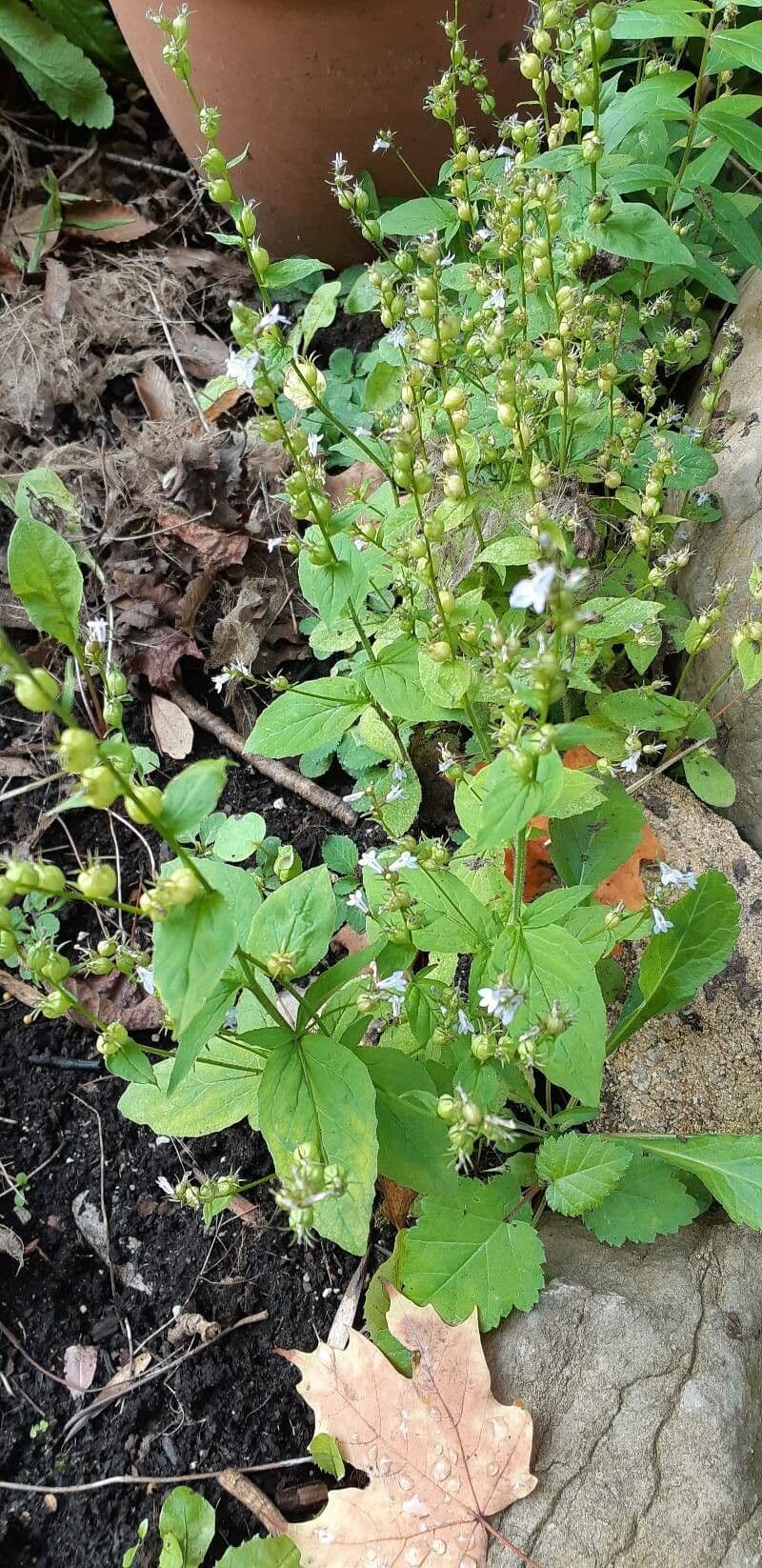 Lobelia 20