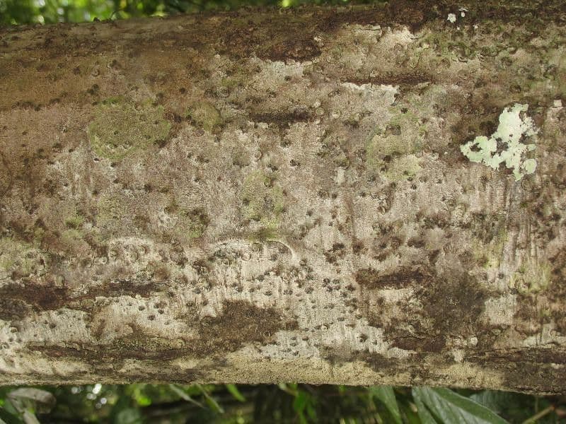Rhodostemonodaphne 8