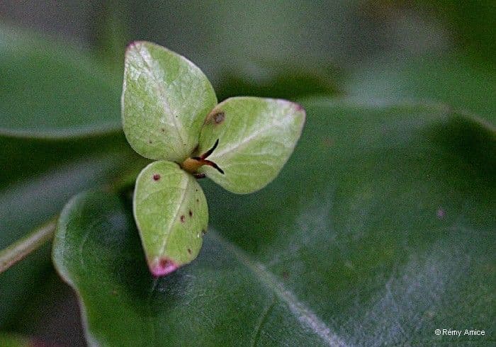 Phyllanthus 8