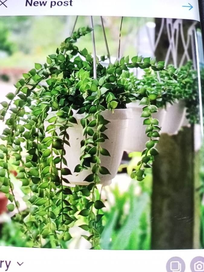 Dischidia ruszczykowata 5