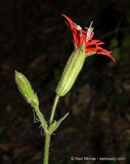 Silene laciniata 6