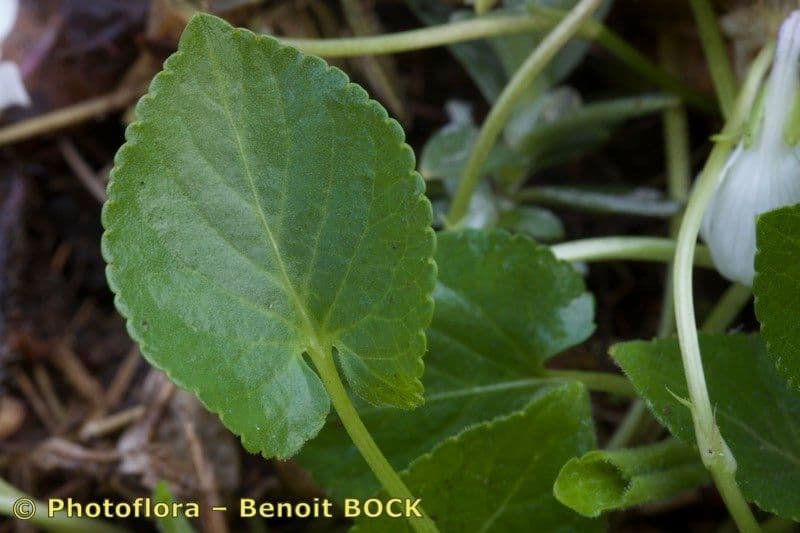 Viola odorata 13