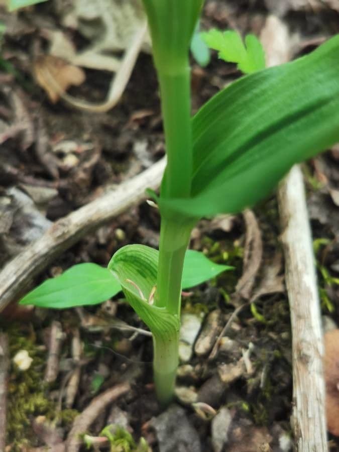 Cefalantera pallida 22