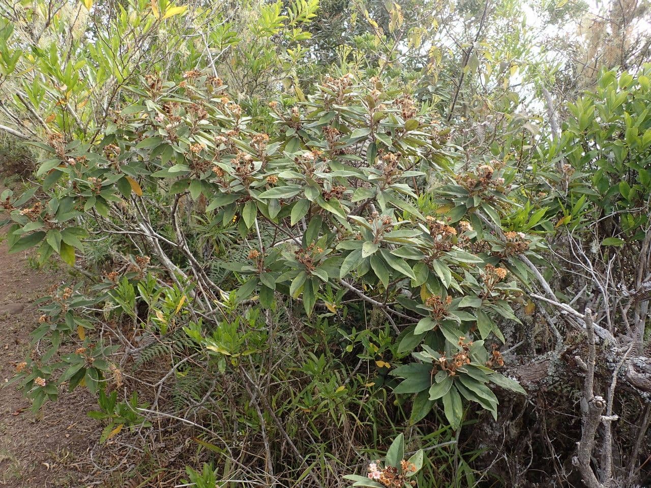 Dombeya 12