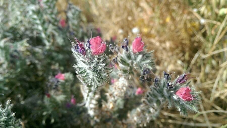 Echium angustifolium 5