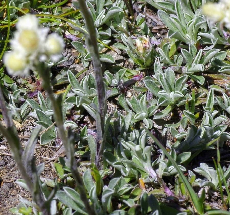 Antennaria lanata 9