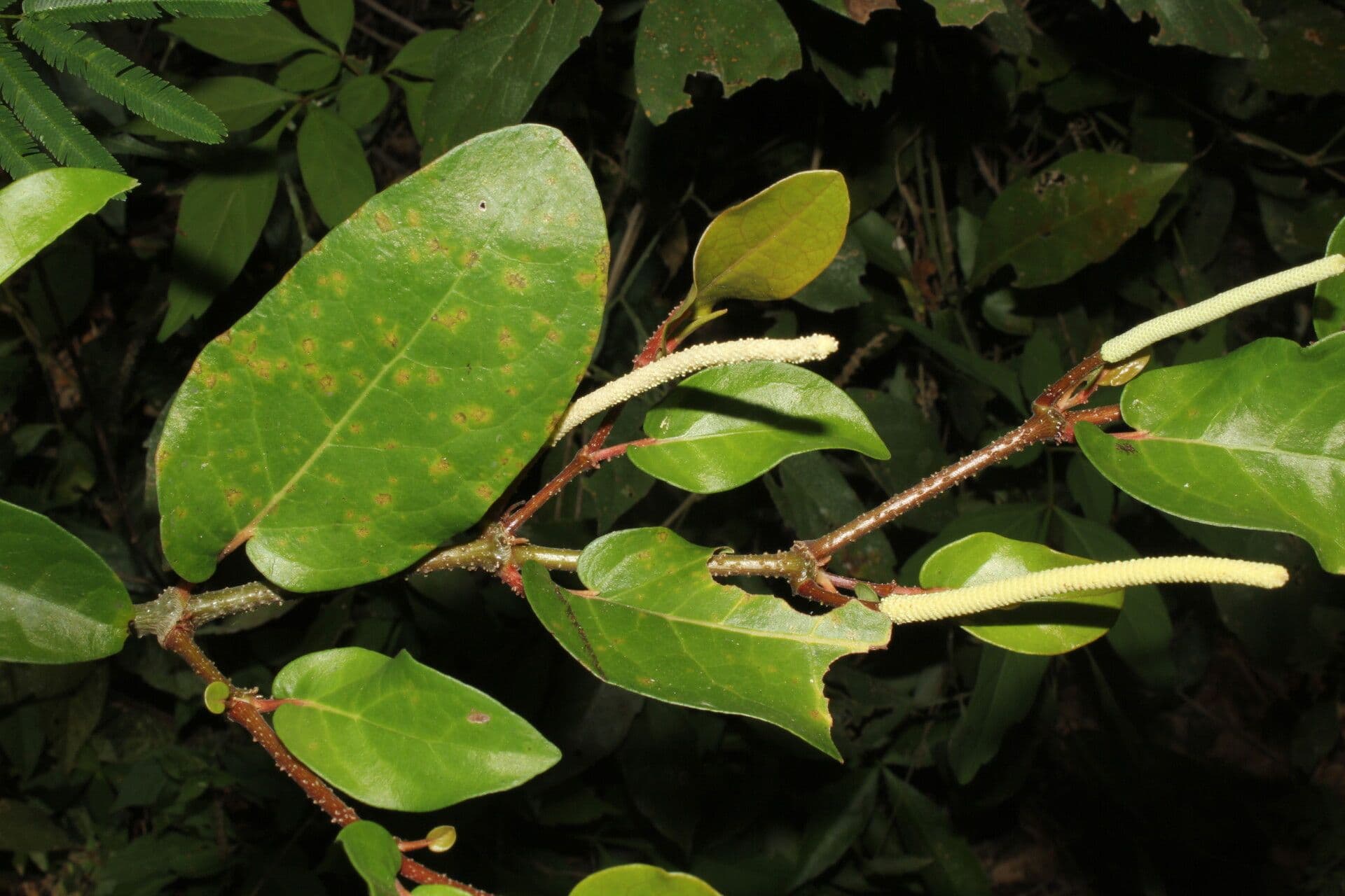 Pimienta tuberculada 7
