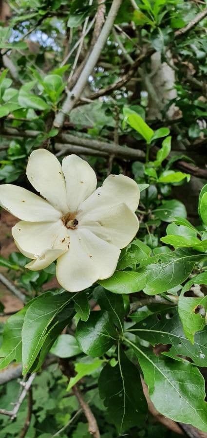 Gardenia ternata 5