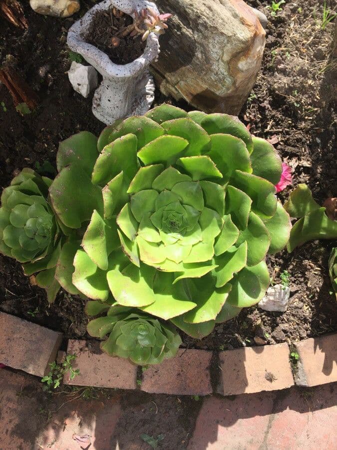 Aeonium 6