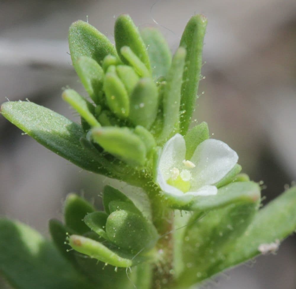 Veronica forestiera 8