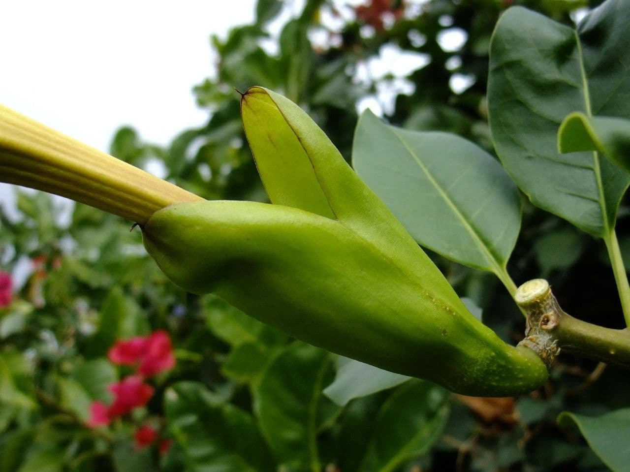Kelchblume 20