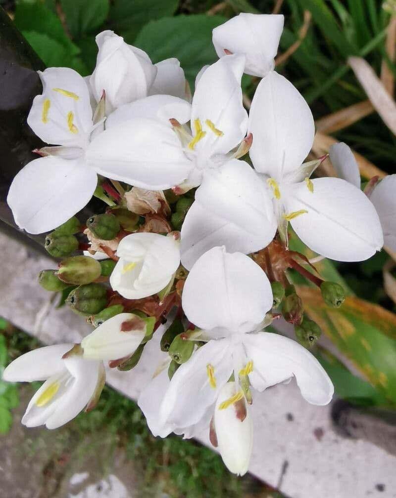 Fiore di raso del Cile