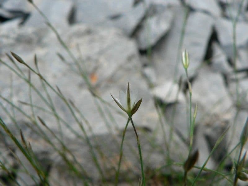 Immergrüne Bufonie 10