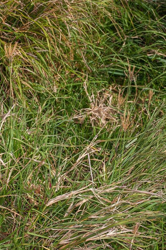 Rhodesgras 11