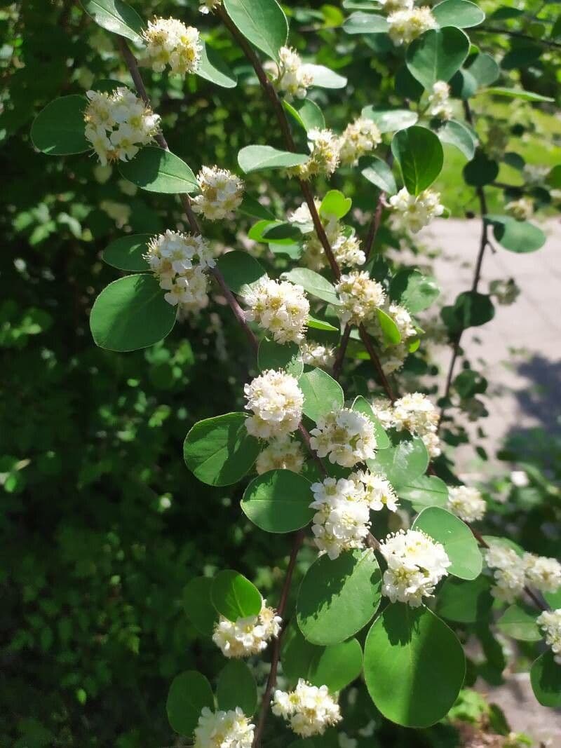Cotoneaster 7