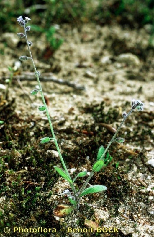 Miosotide ramosissima 27