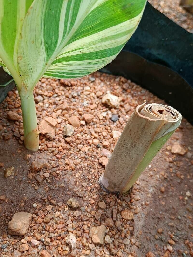 Alpinia zerumbet 25