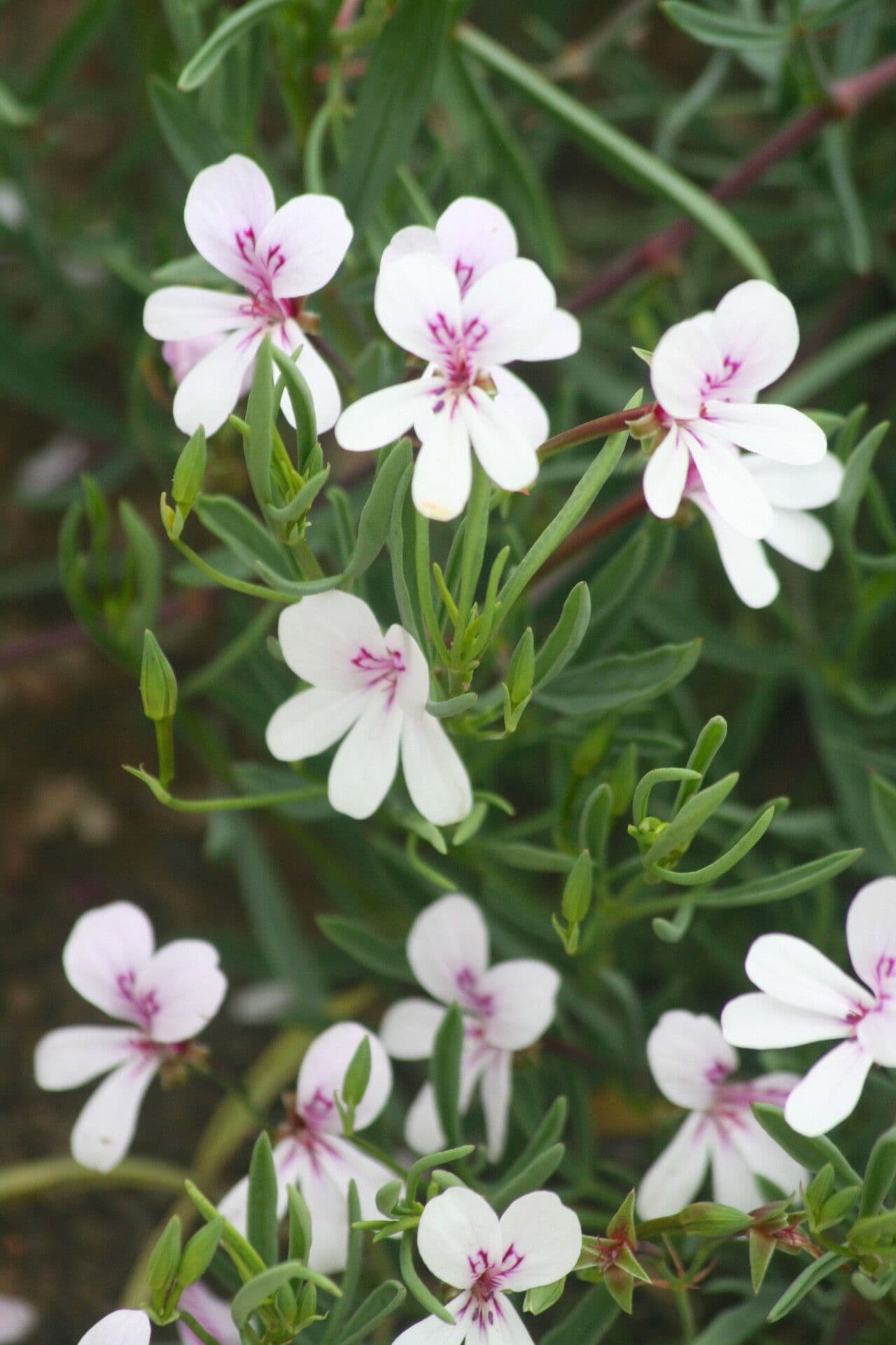 Geranium