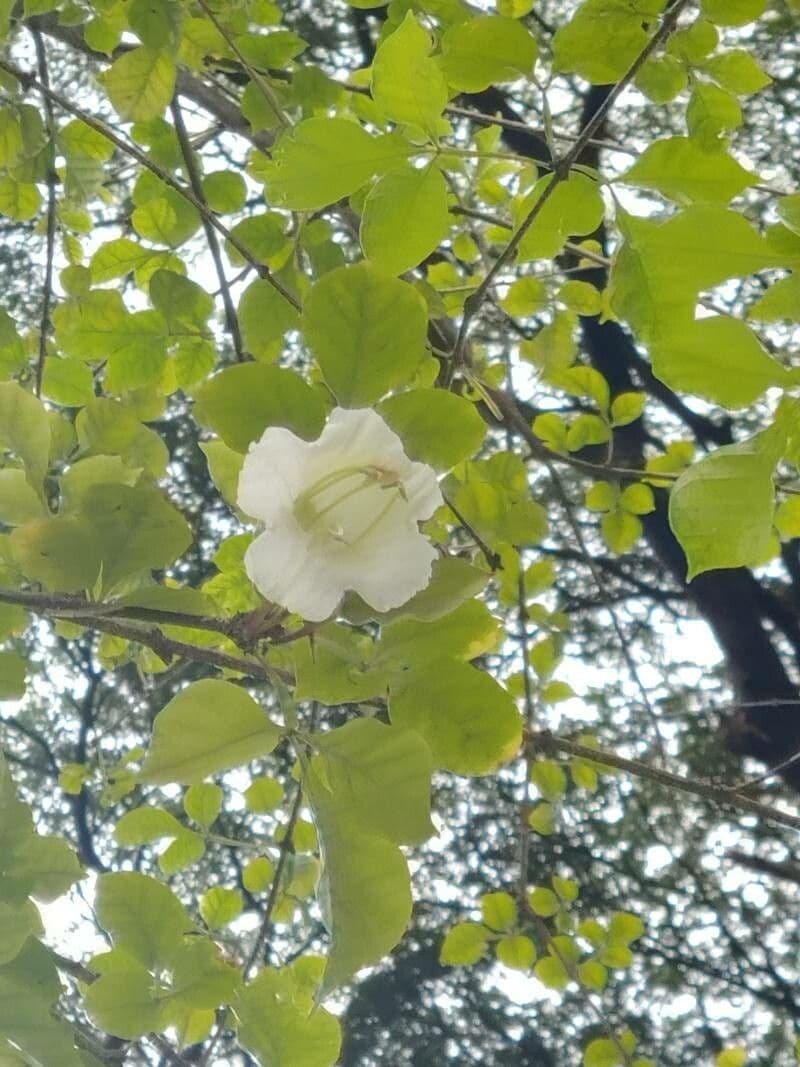 Parmentiera 7