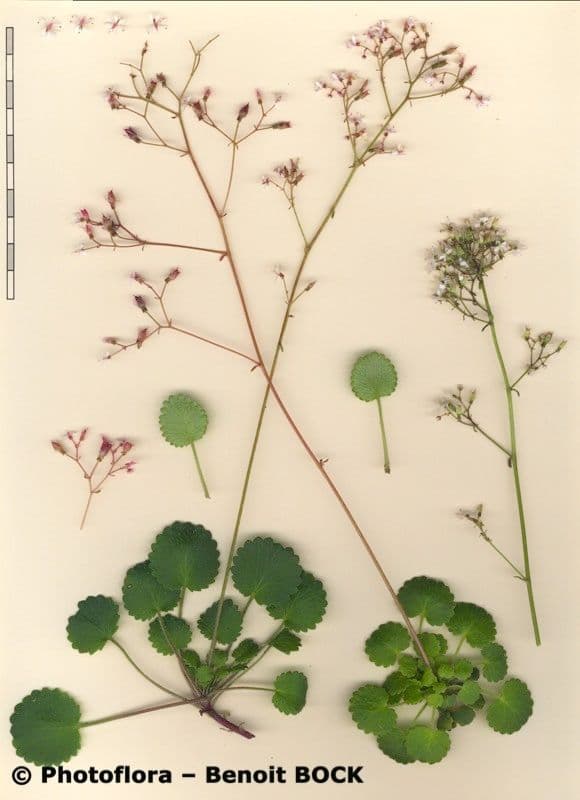 Behaarter Steinbrech 23