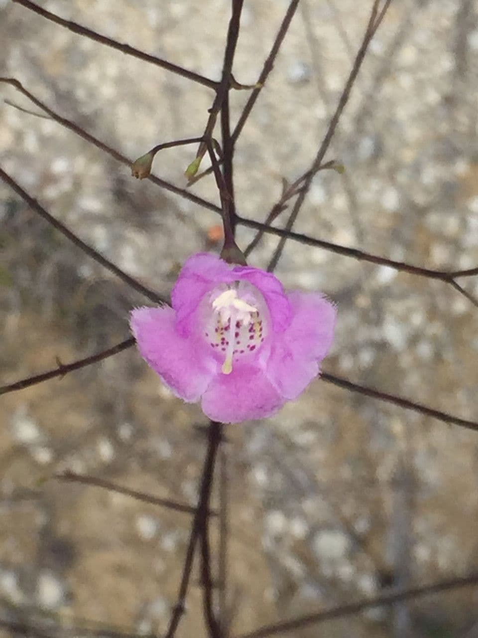 Agalinis 3