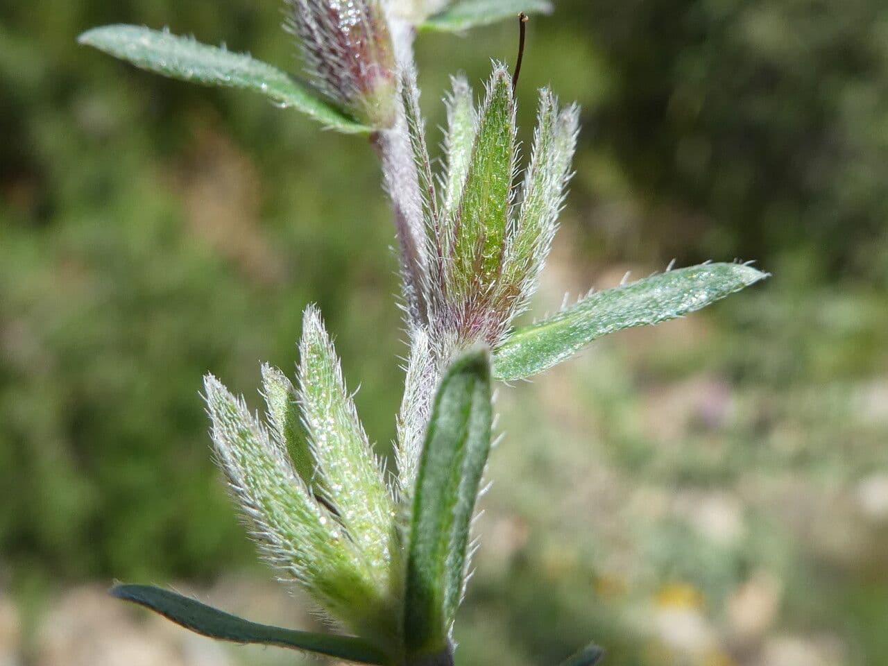 Erba perla arbustiva 17
