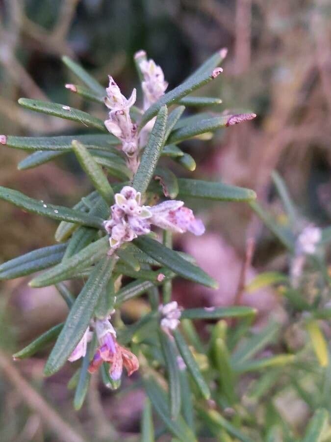 Rozmarýn lékařský 30