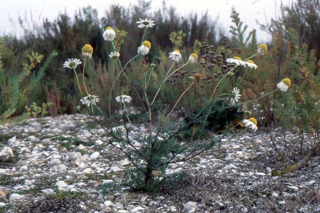 Scentless mayweed 14