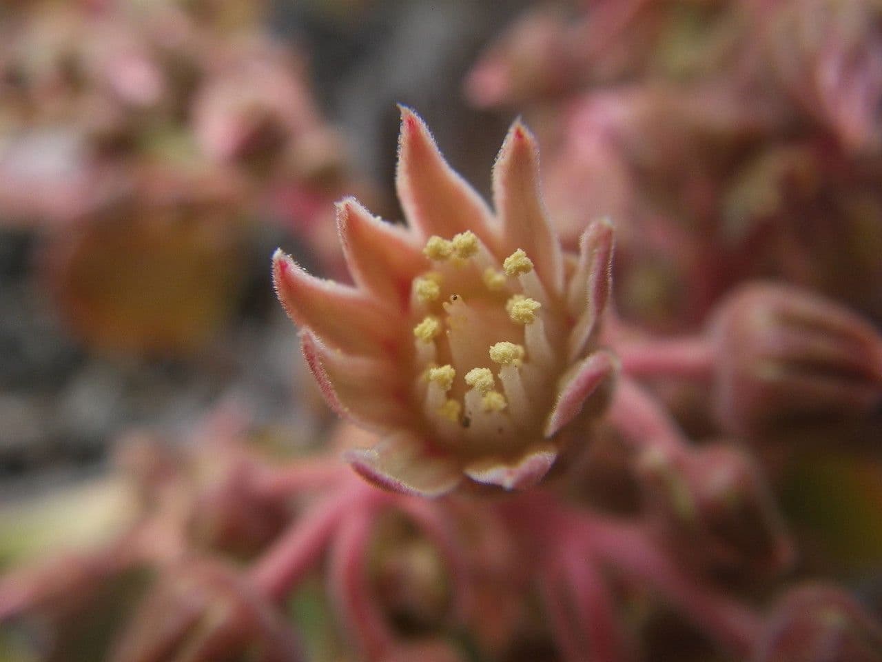 Aeonium 4