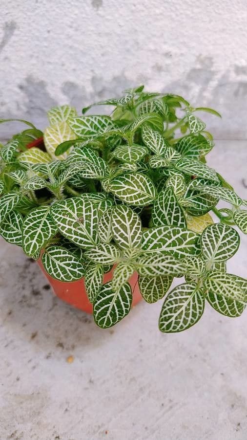 Fittonia 13