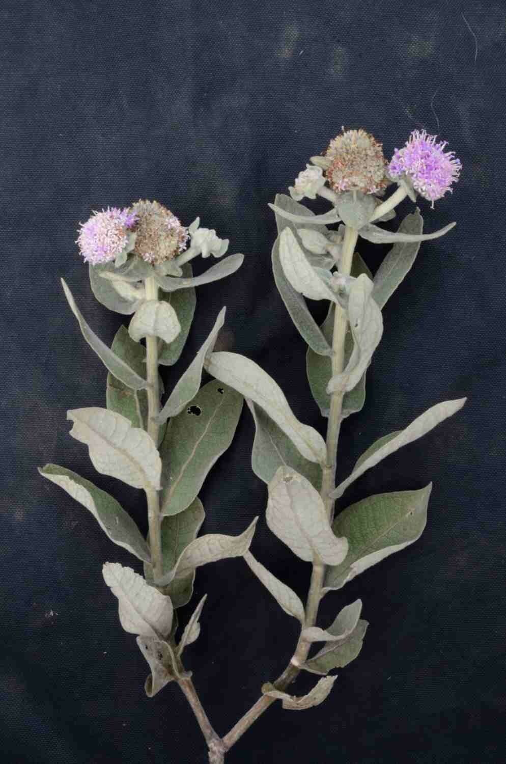 Eremanthus 2