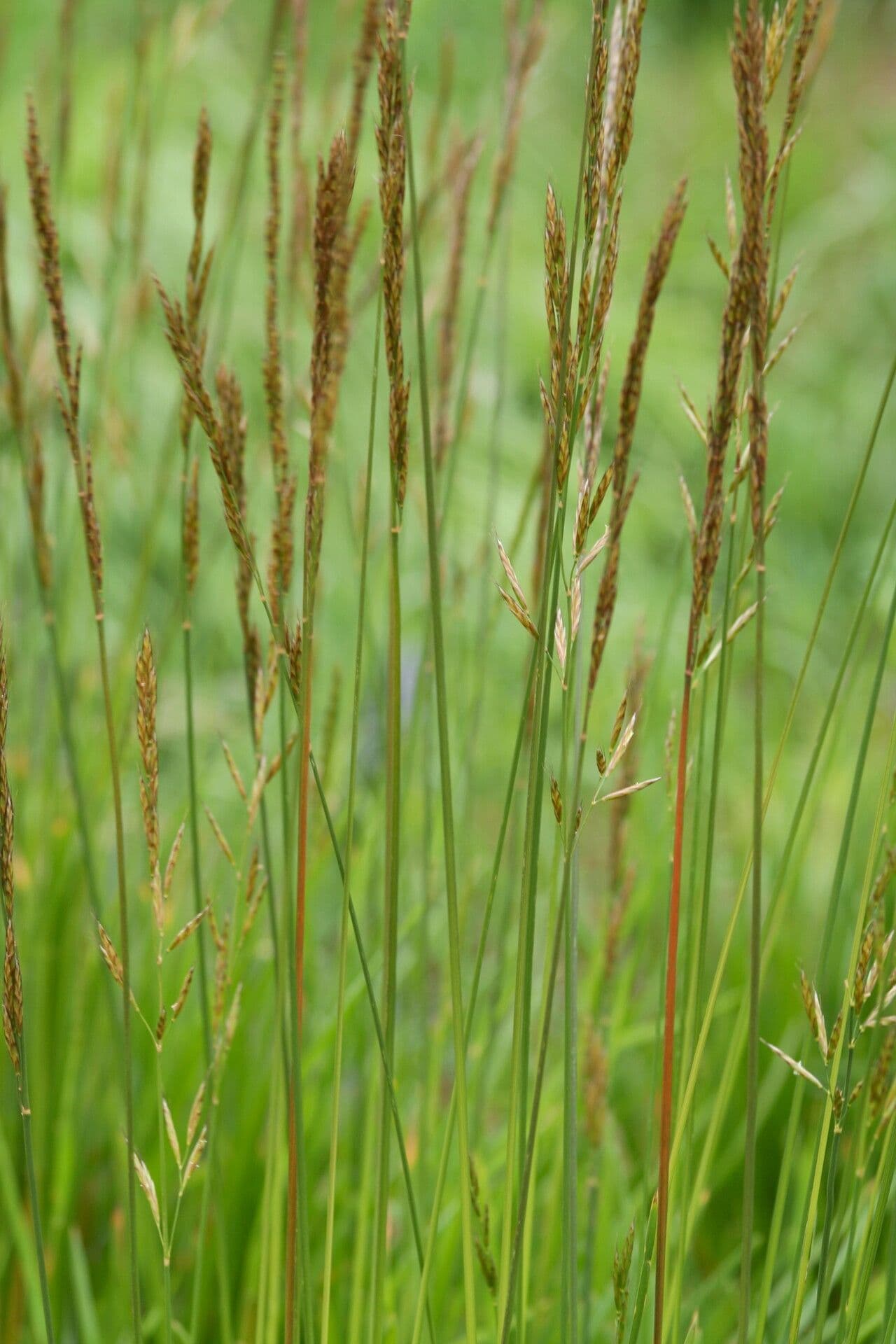 Helictochloa