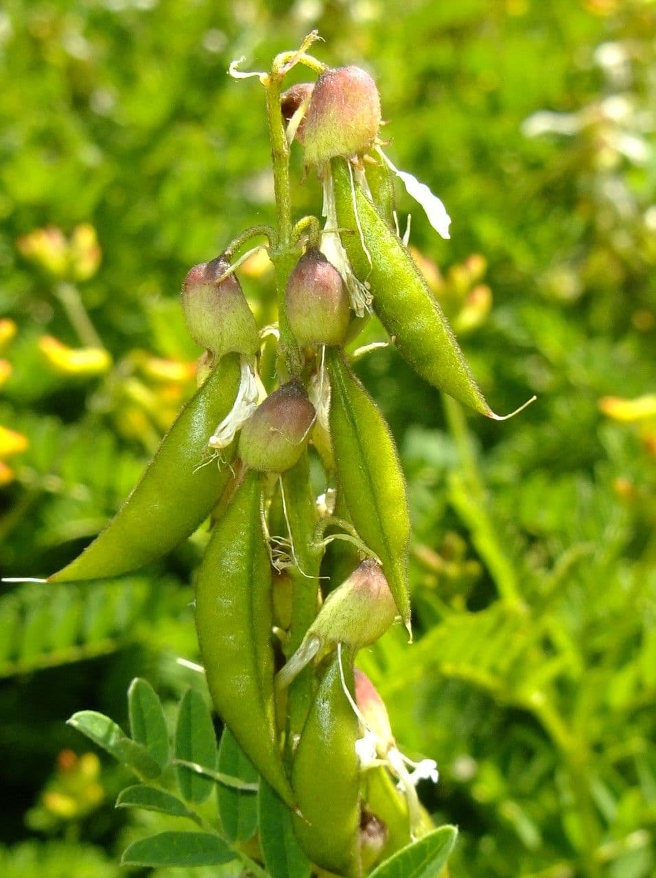 Astragalus penduliflorus 2