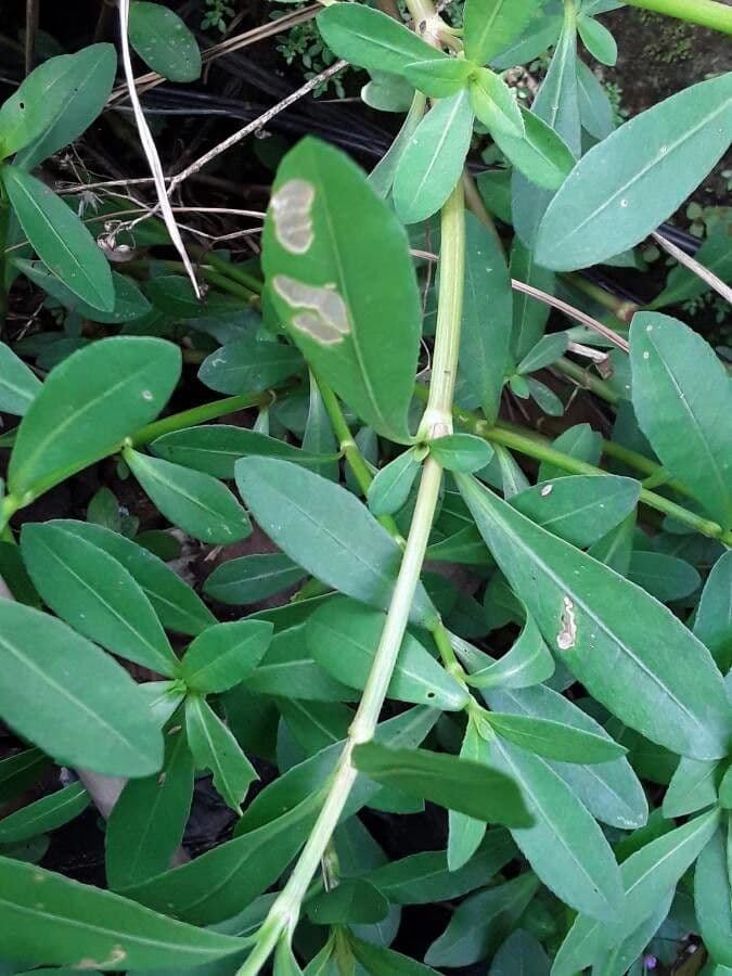 Erba alligatore 16