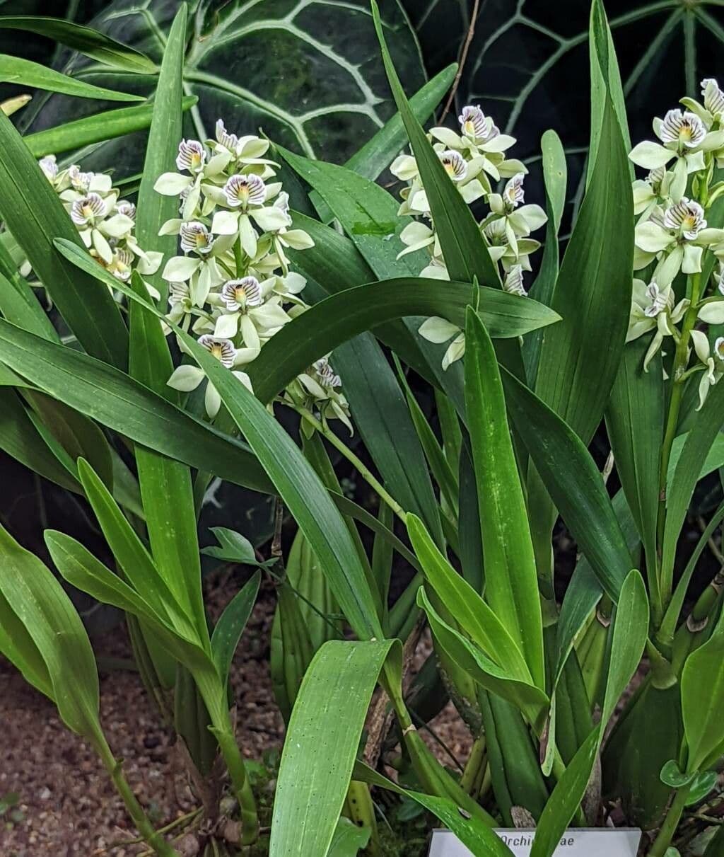 Prosthechea