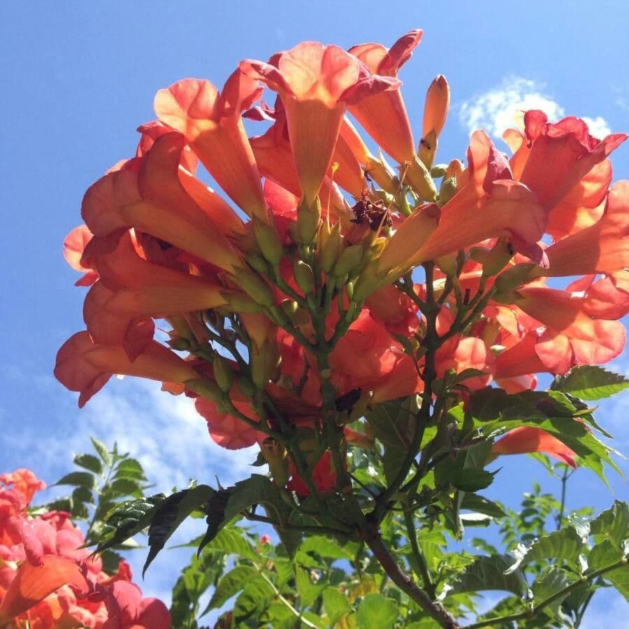 Bignonia cinese 8