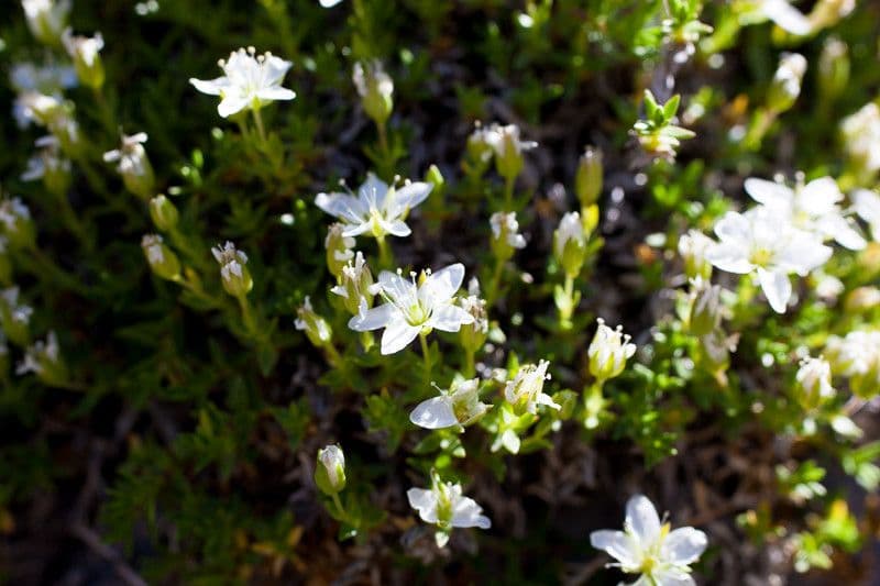 Minuartia 12