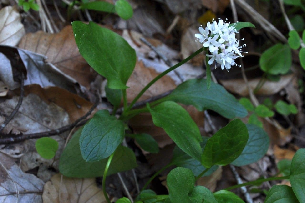 Dwarf valerian 22