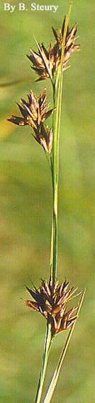 Rhynchospora glomerata