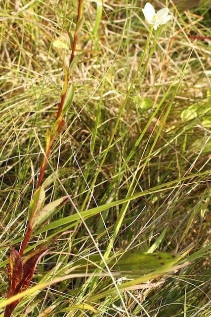 Parnassia glauca 7