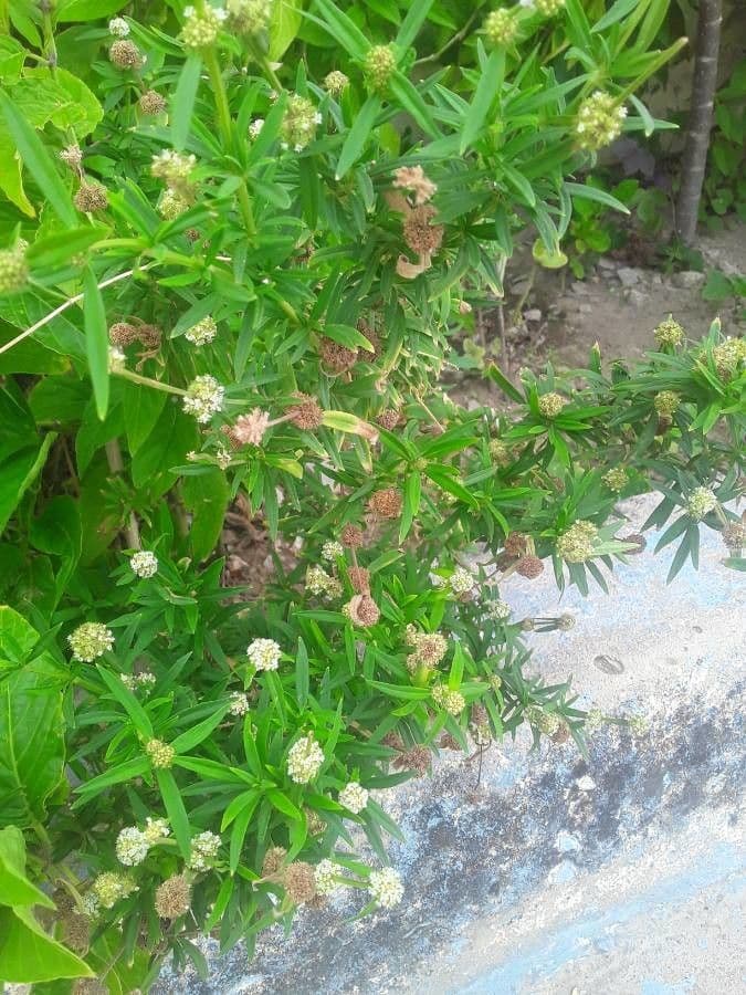 Spermacoce verticillata 18