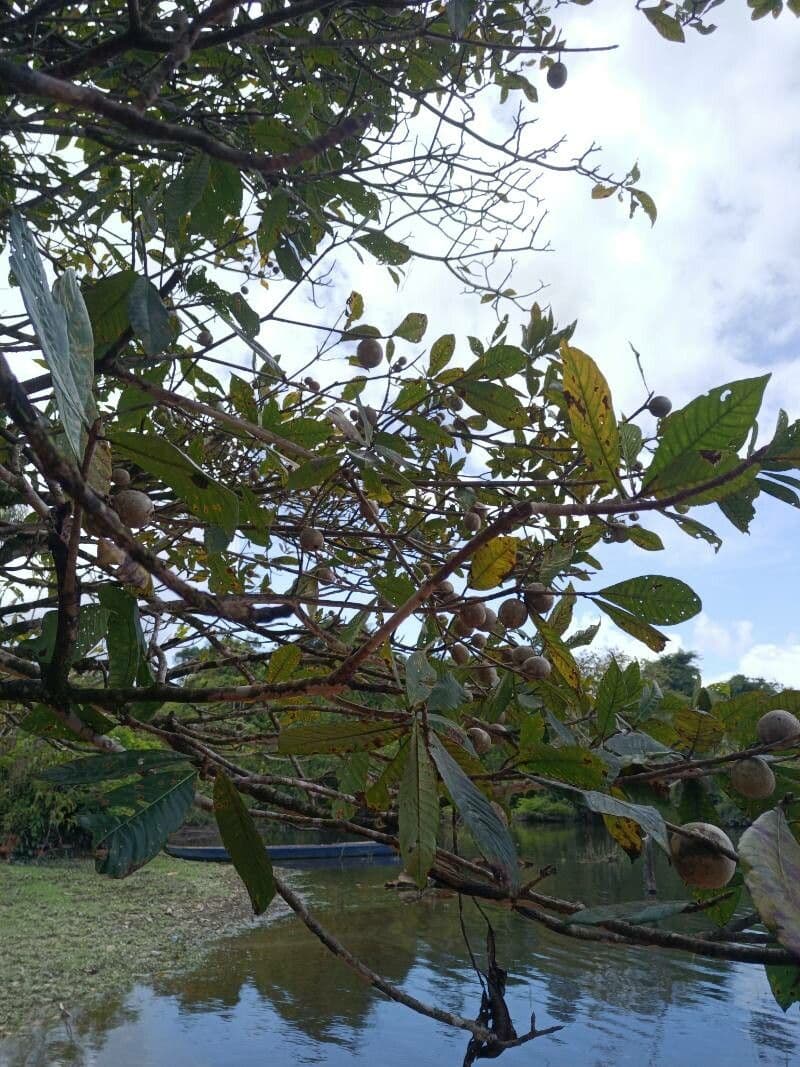Genipapo-Baum 15