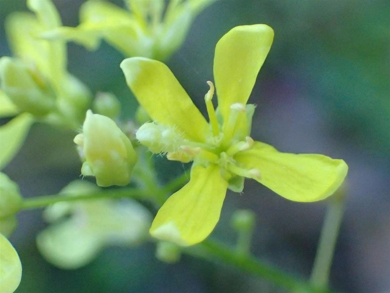 Biscutella 5