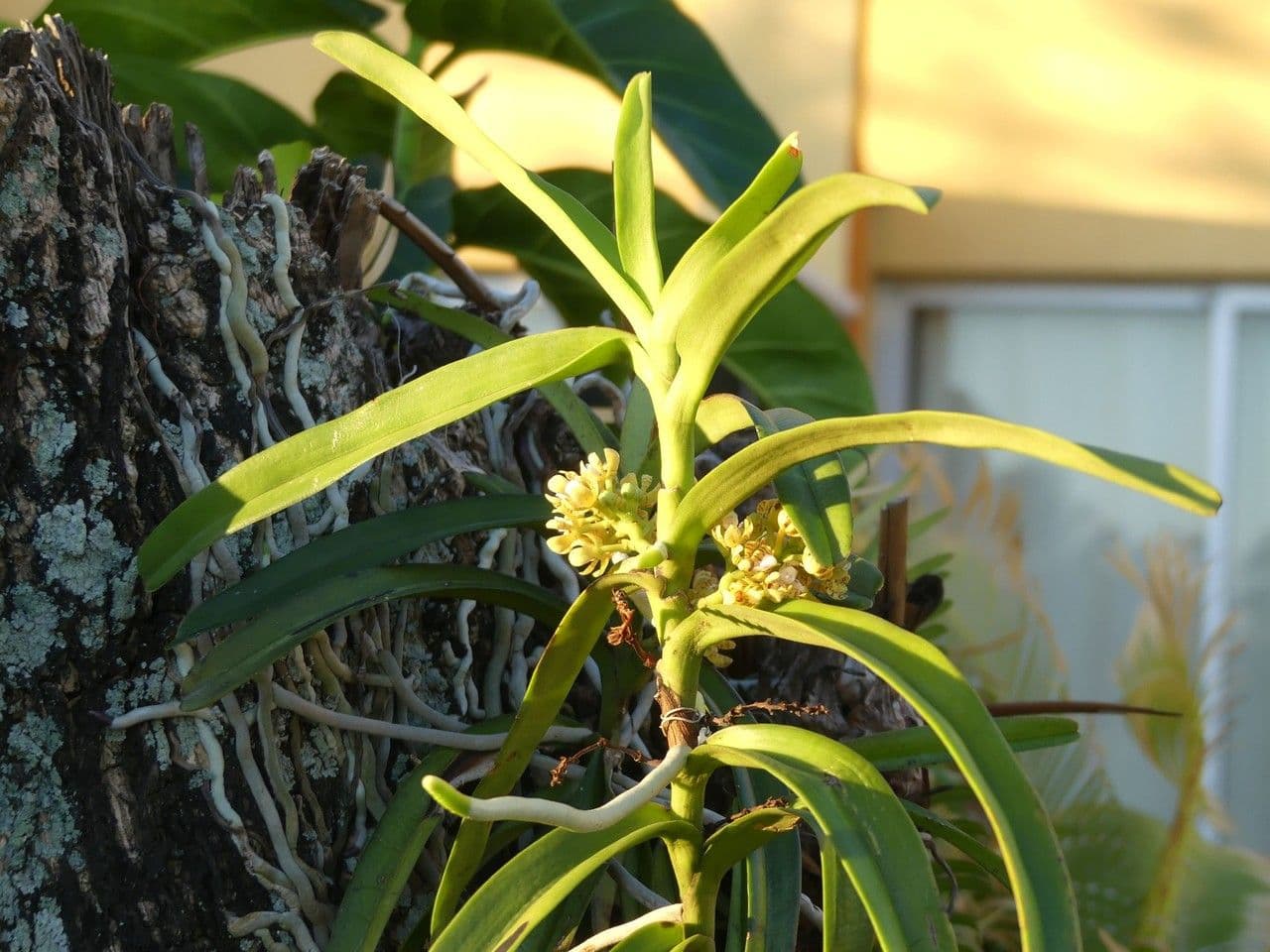 Acampe pachyglossa 8
