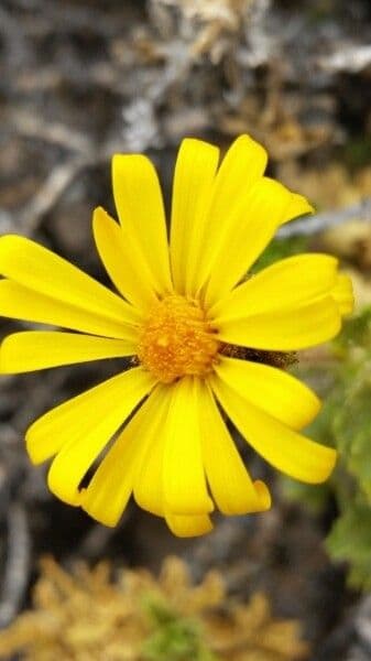 Haplopappus 2