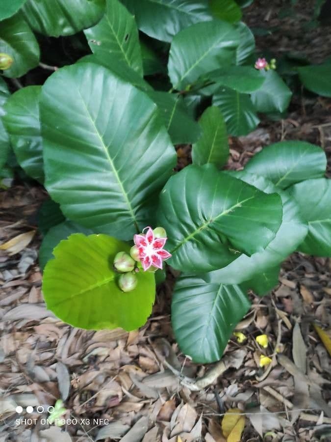 Dillenia 19
