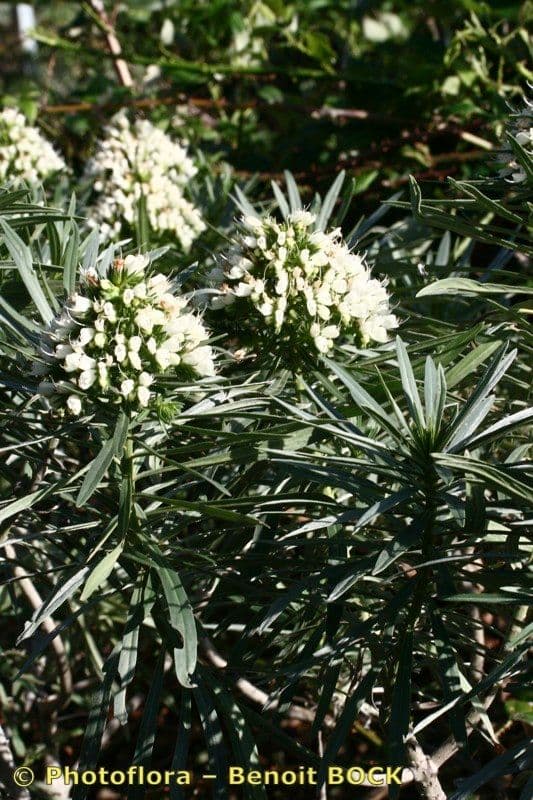 Echium 19
