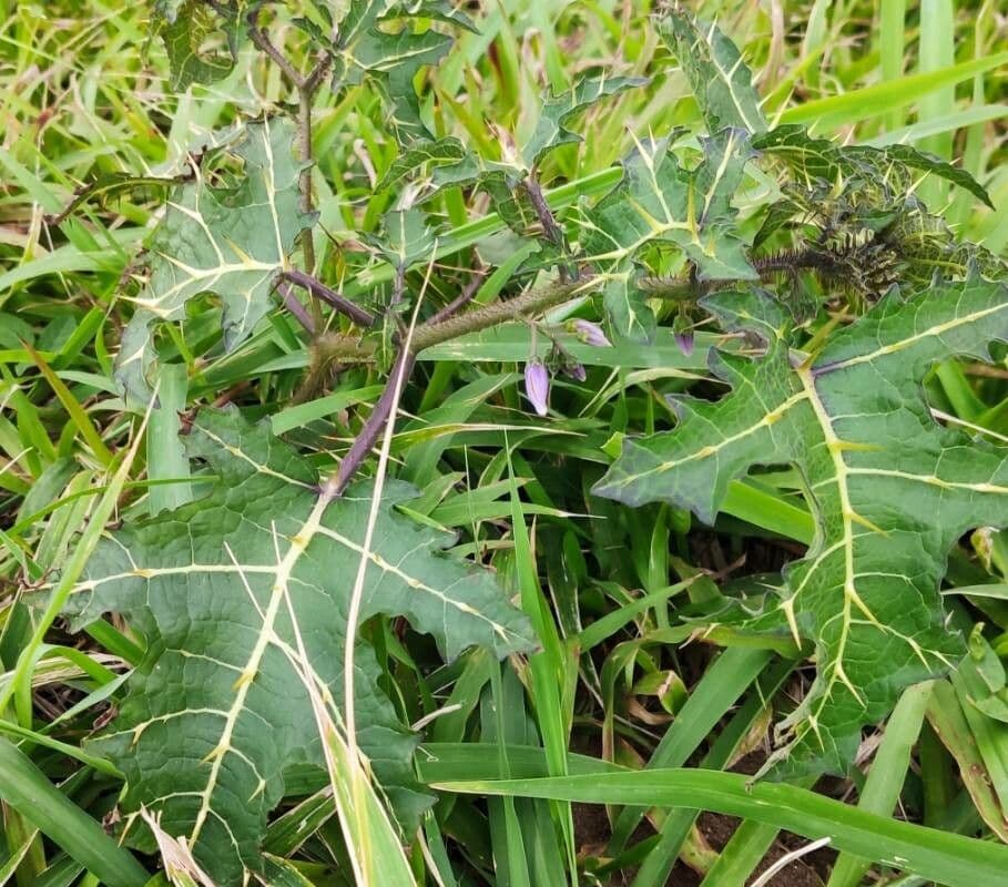 Psian palinacanthum 14