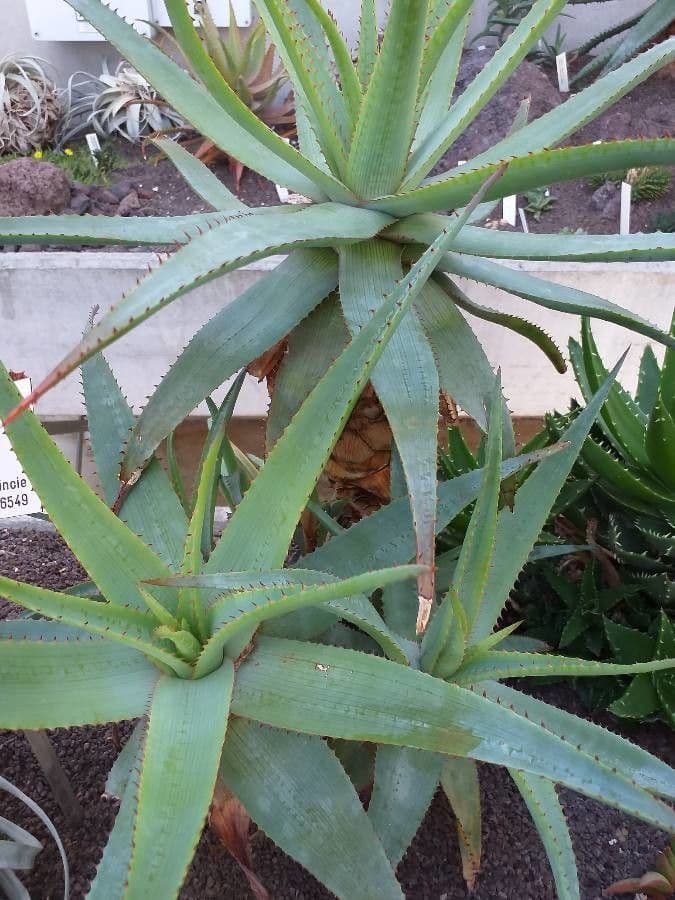 Aloe 2