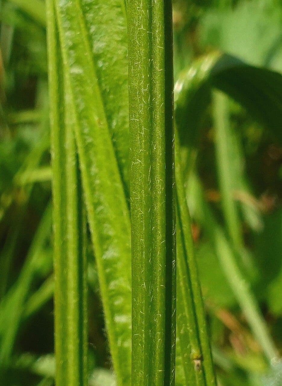 Spitzwegerich 25